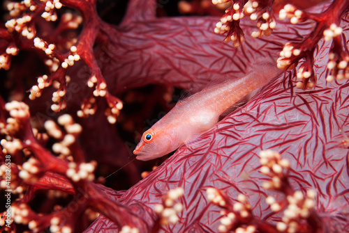 Soft-coral goby (Pleurosicya boldinghi) perched on a soft coral in Tulamben, Bali, Indonesia