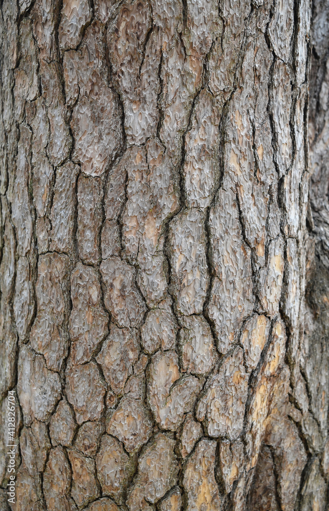 lacebark pine bark texture natural background lacebark pine bark texture natural background