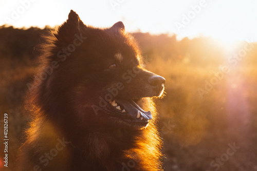 Portrait eines Eurasiers im Sonnenuntergang photo