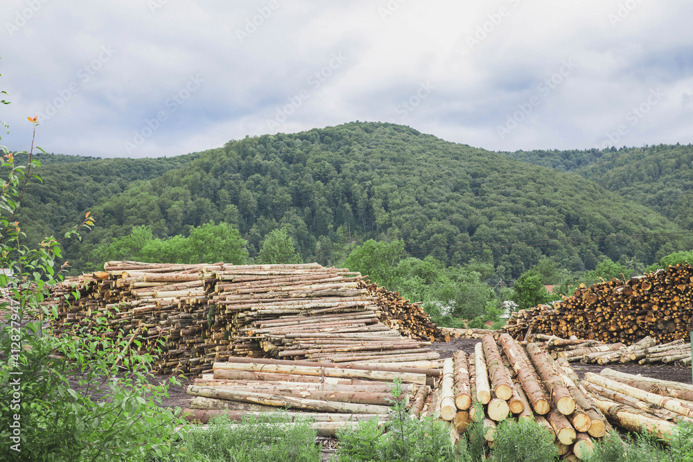 Mass deforestation in the Carpathians Ukraine