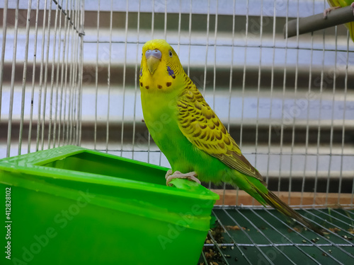 cute Budgerigar bird sitting in a cage