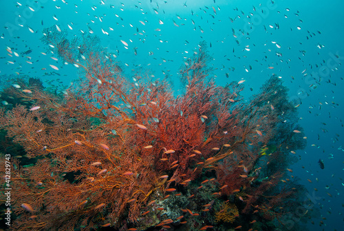 Tropical reef scene with gorgonian fans and anthias in Bali Indonesia