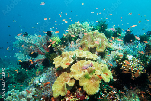 Tropical reef scene with soft corals and anthias in Bali Indonesia