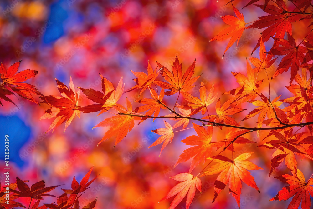 Japanese maple tree, Acer palmatum, leaves in autumn, lit by sunlight, making them glow Japanese maple tree, Acer palmatum, leaves in autumn, lit by sunlight, making them glow