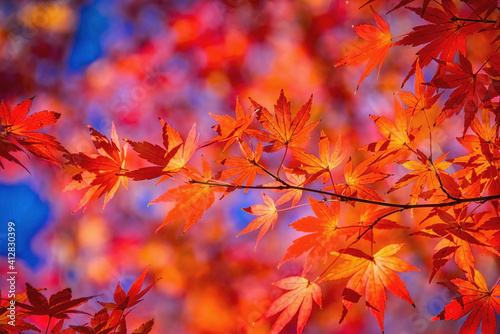 Japanese maple tree, Acer palmatum, leaves in autumn, lit by sunlight, making them glow