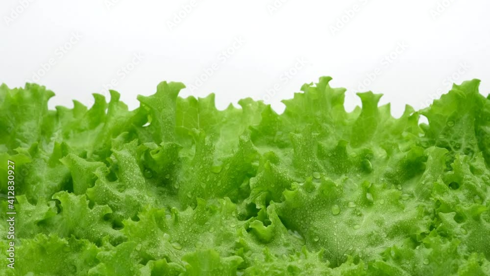 lettuce leaves isolated on white background. Fresh green salad lettuce. Healthy food concept. lettuce leaves isolated on white background. Fresh green salad lettuce. Healthy food concept.