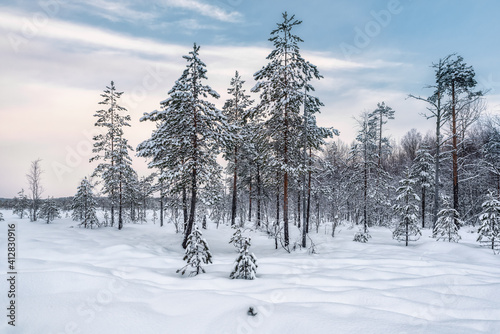 Winter snowy landscape. Snow-covered spruce trees in a frozen swamp in Karelia © Andrei Baskevich