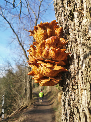 Huge yellow bracket fungus (Laetiporus sulphureus) on a tree in beautiful sunlight. photo