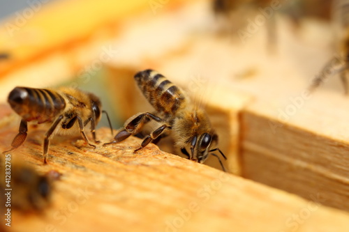 Close up view of the working bees on honey cells.