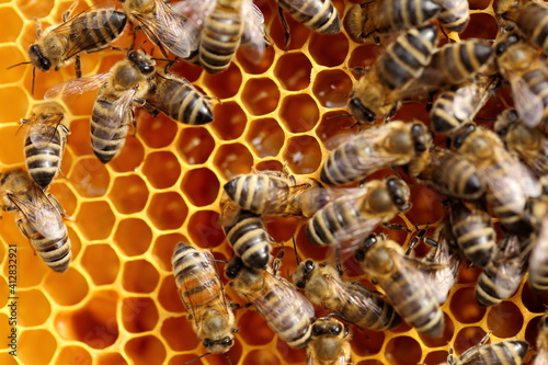 Bees get honey. Bees work on apiaries.