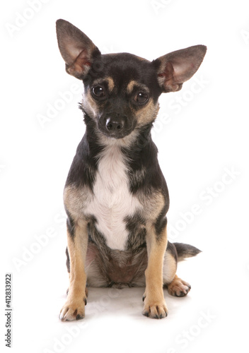 Chihuahua mongral