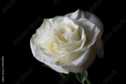 Fototapeta Naklejka Na Ścianę i Meble -  White rose on black bakground