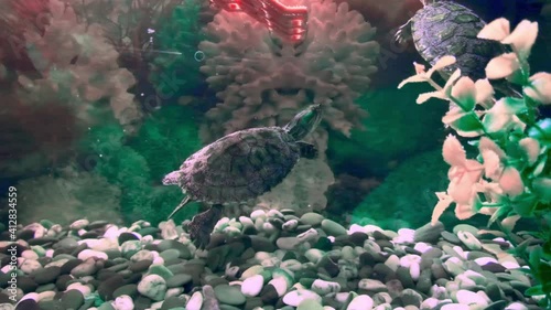 Turtles swim in a colorful aquarium.