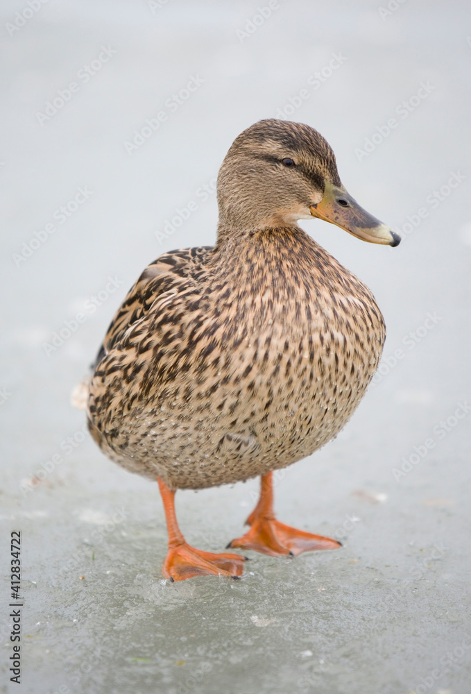 Mallard Mallard