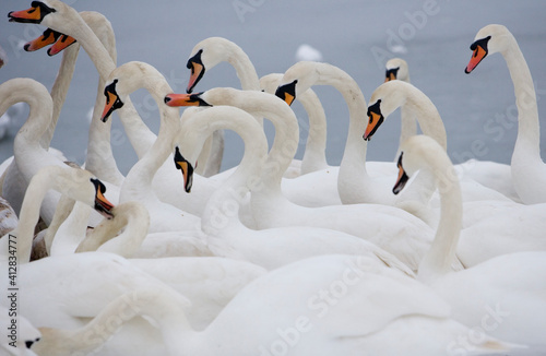 Mute Swans photo