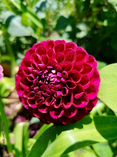 Close up on a pink flower