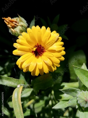 Close up on a yellow flower