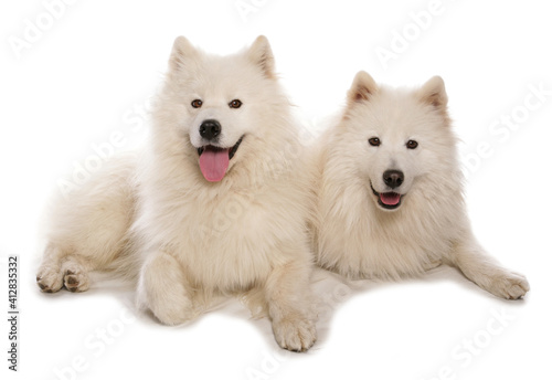 Samoyed dogs
