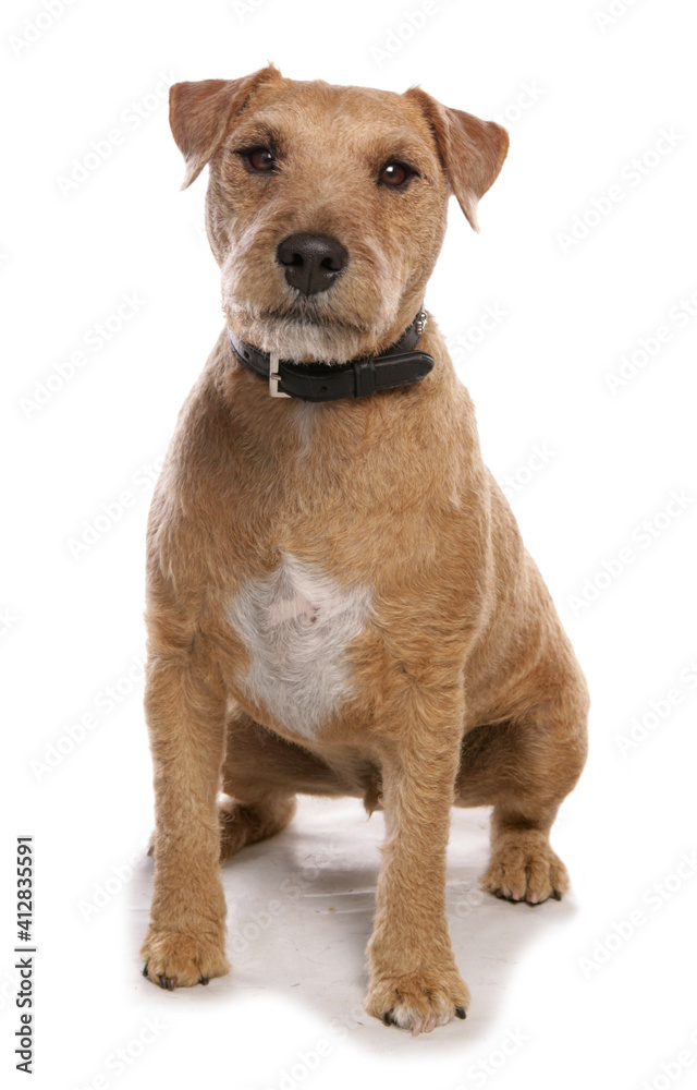 Lakeland Terrier cross