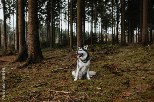 Obraz na plátně Husky Mischling sitzt im Wald