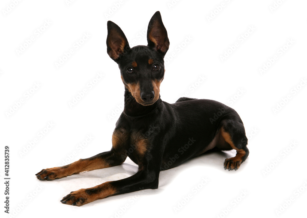 English Toy Terrier