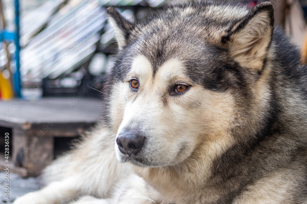 Portrait of a Siberian husky dog in the street.