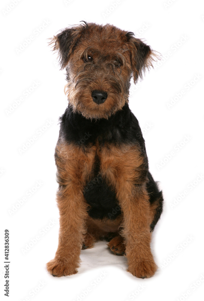 Welsh Terrier