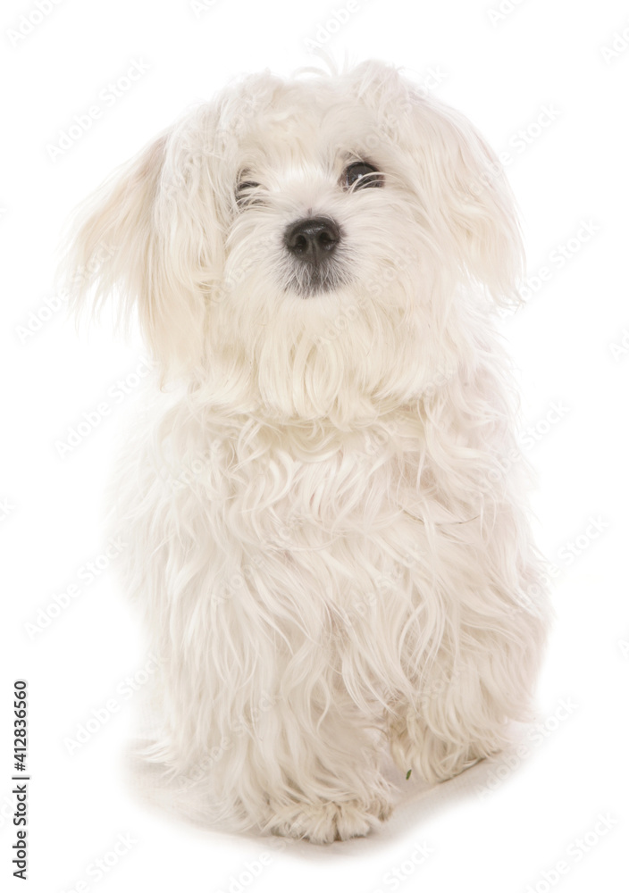 Maltese