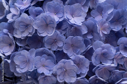 Closeup at beautiful violet flowers of hydrangea, macro image, flower in blossom