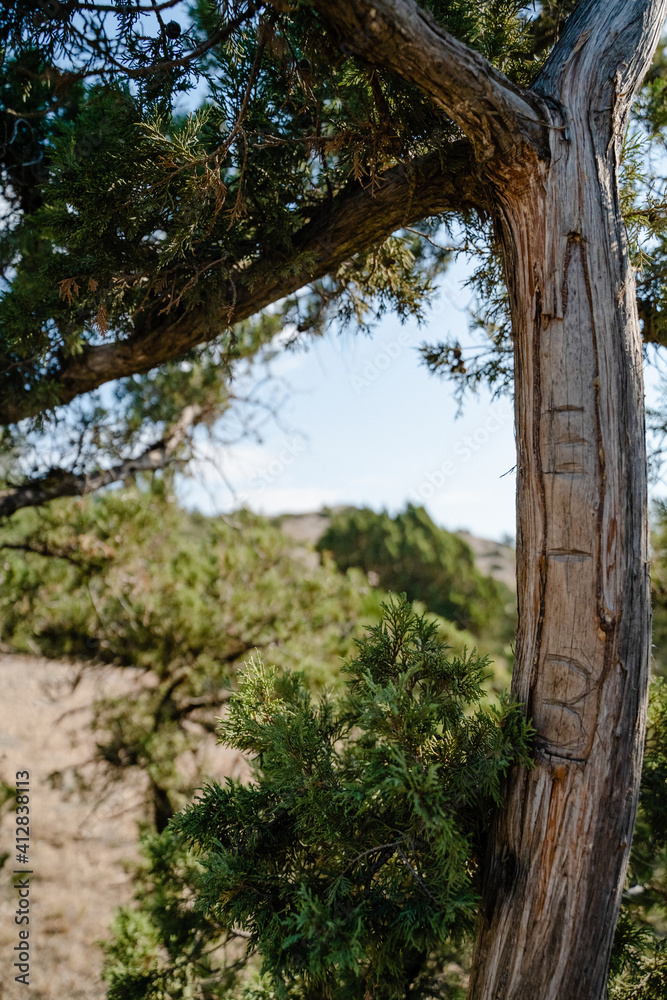 View of the top of the mountain from behind a tree, blue sky View of the top of the mountain from behind a tree, blue sky