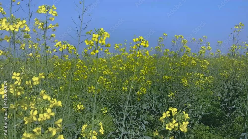 Blooming yellow flowers of mustard, in agriculture farm from Pakistan, Faisalabad, Asia Blooming yellow flowers of mustard, in agriculture farm from Pakistan, Faisalabad, Asia