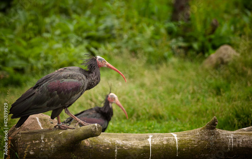 Northern bald ibis waldrapp standing on fallen tree. Blackbrook Zoological Bird Park. Leek England UK photo
