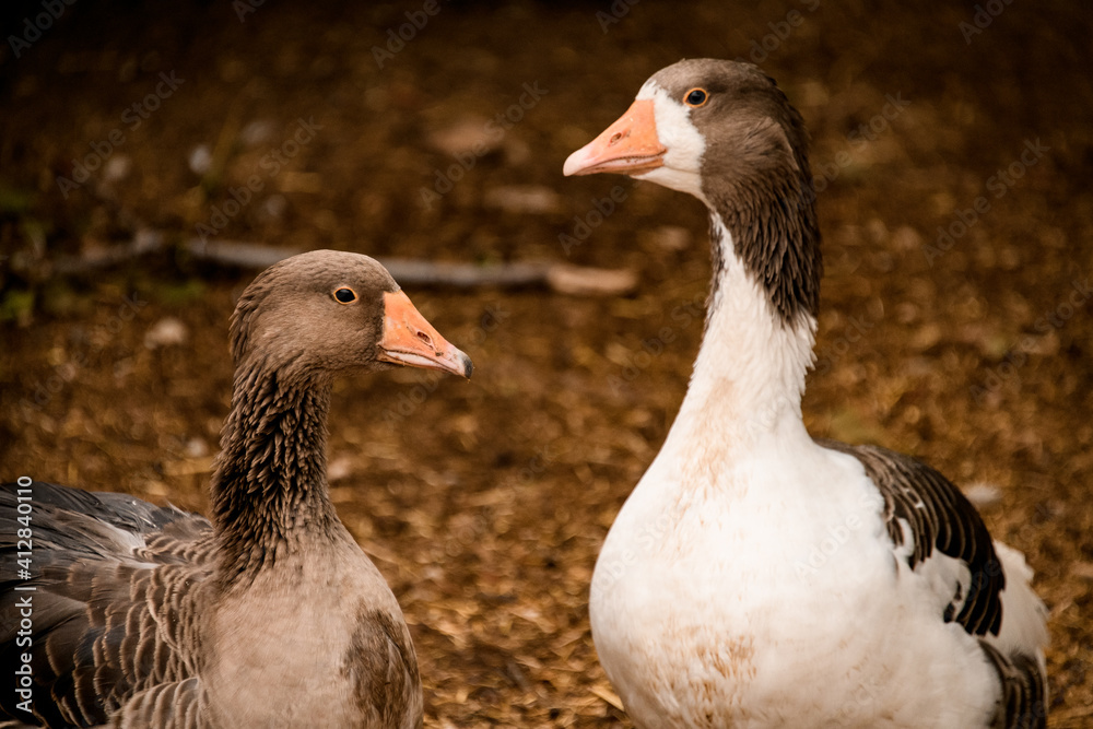 Close-up of several heads of domestic waterbirds. Ducks on traditional rural barnyard. Close-up of several heads of domestic waterbirds. Ducks on traditional rural barnyard.