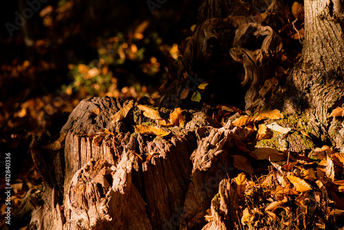 In the woods in autumn