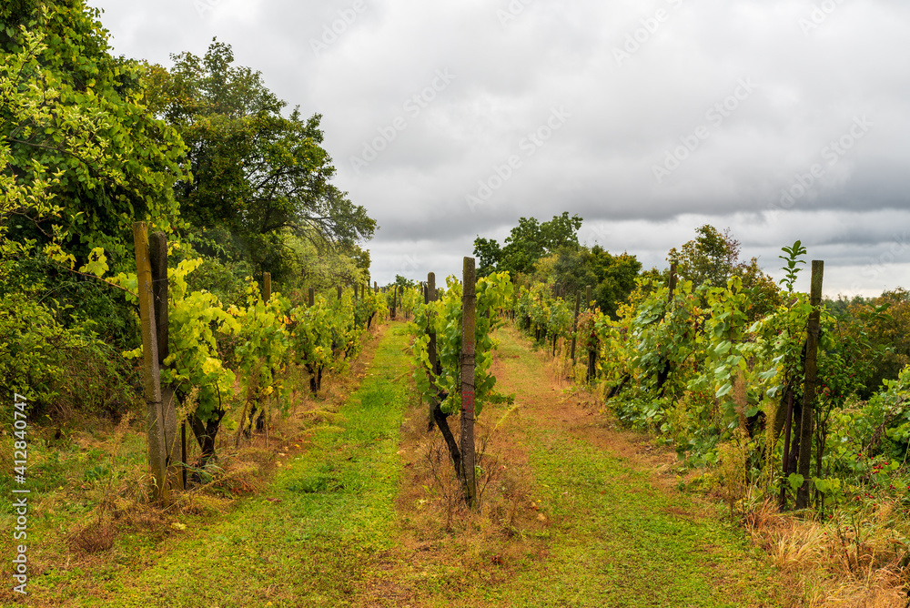 Sobes vineyard in Podyji national park in Czech republic