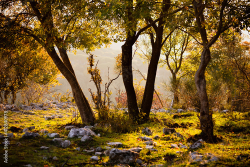 In the woods in autumn © Roberta Canu