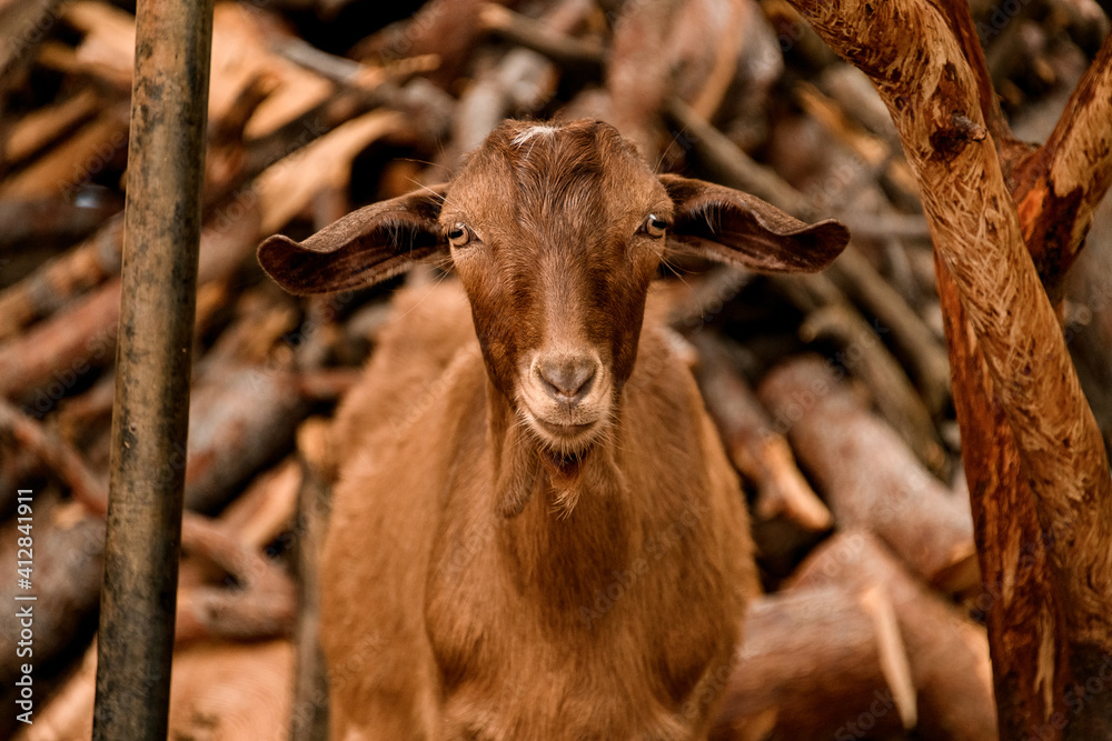 front view of cute brown goat walking in the yard