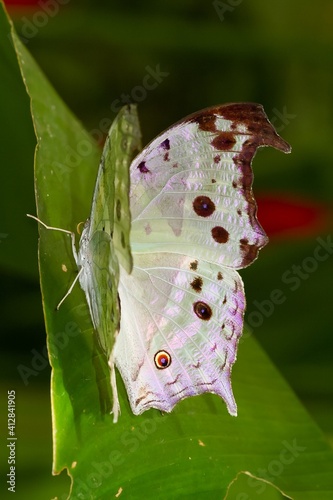 Protogoniomorpha parhassus, Forest mother-of-pearl, white African butterfly on green leaf, selective focus photo
