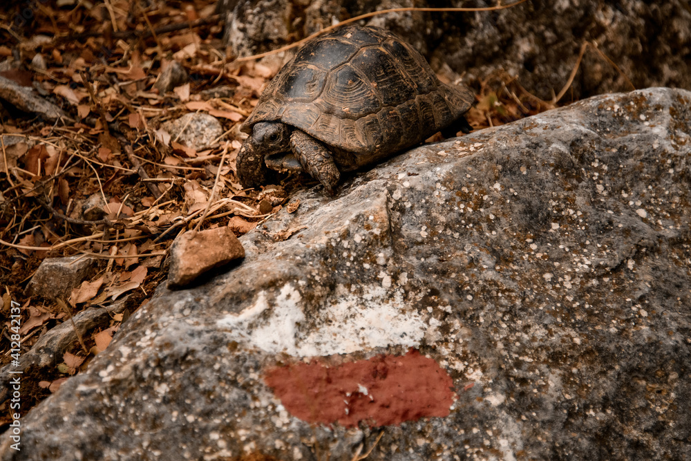 cute wild turtle with beautiful brown shell sits near stone cute wild turtle with beautiful brown shell sits near stone