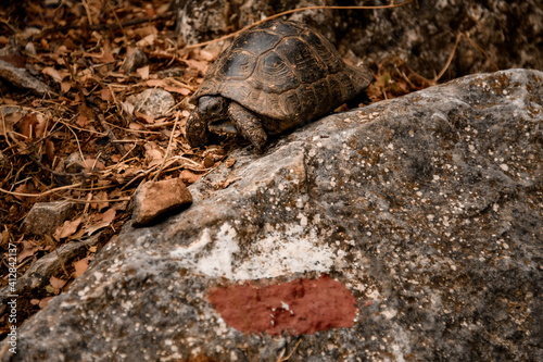 cute wild turtle with beautiful brown shell sits near stone