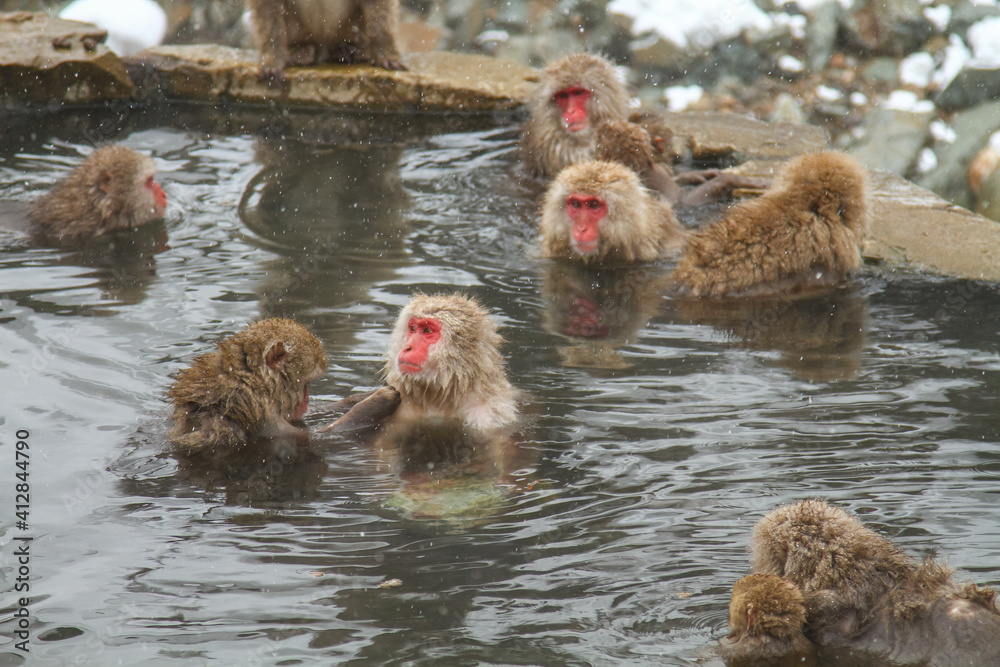 Naklejka premium 温泉に浸かるニホンザル