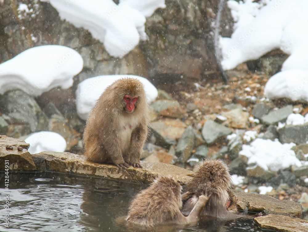 Naklejka premium 温泉に浸かるニホンザル
