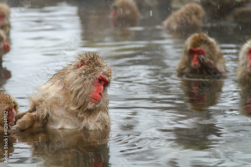 温泉に浸かるニホンザル © shun.cap