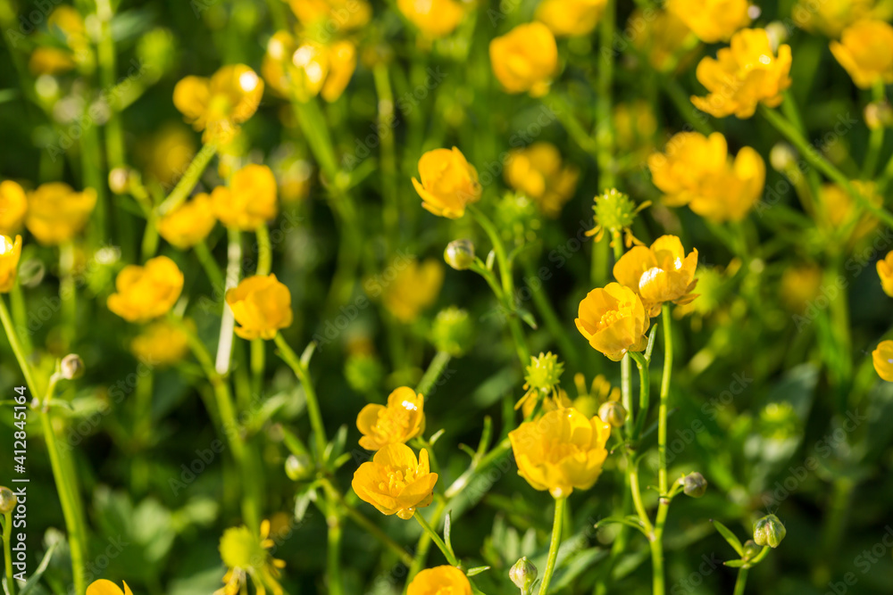 Obraz premium Yellow buttercup flowers in spring on the green natural background. Selective focus.