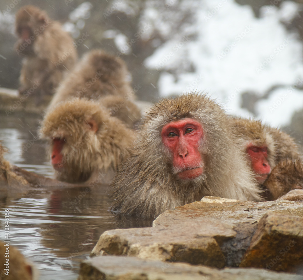 Naklejka premium 温泉に浸かるニホンザル
