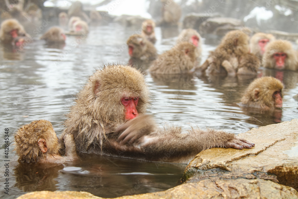 Naklejka premium 温泉に浸かるニホンザル