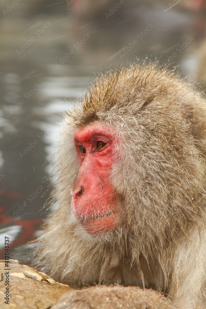 Fototapeta premium 温泉に浸かるニホンザル