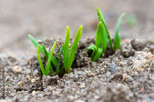Plantas de espinacas naciendo en la tierra de la huerta