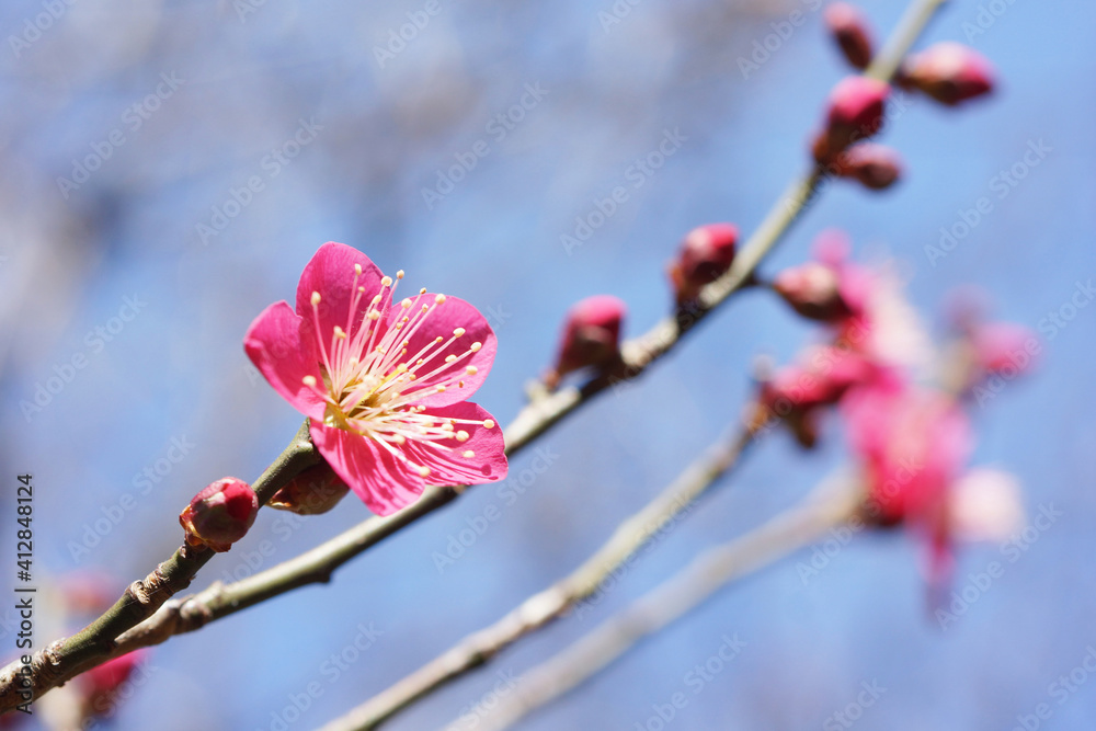 公園に咲く紅梅