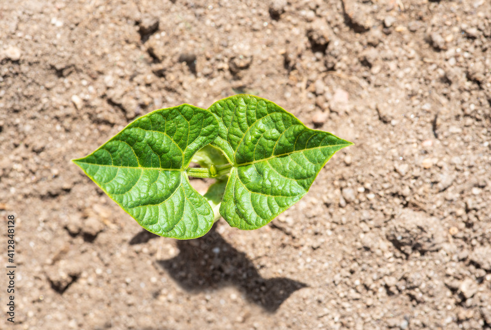 Plantas de judías germinando y creciendo en la huerta ecológica Plantas de judías germinando y creciendo en la huerta ecológica